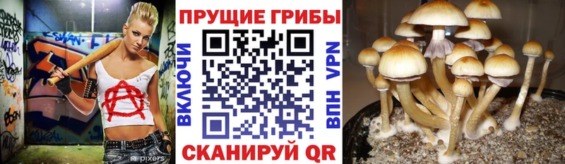 закладка  Серафимович  Галлюциногенные грибы ЛСД 